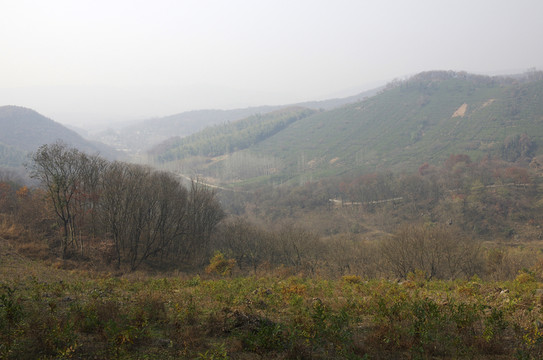 深秋群山茶園