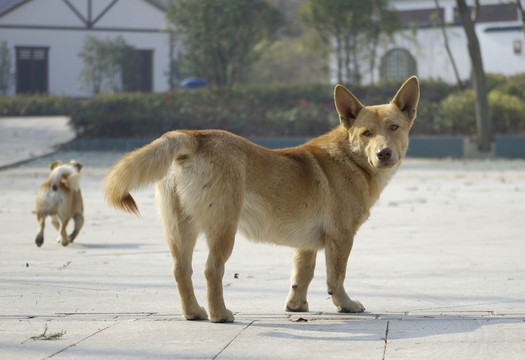 村莊狗狗