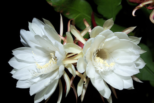 曇花