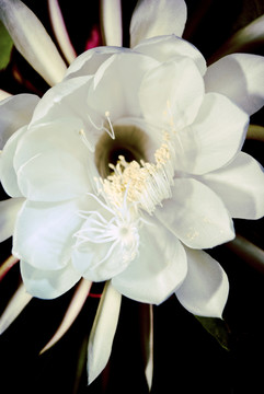 曇花