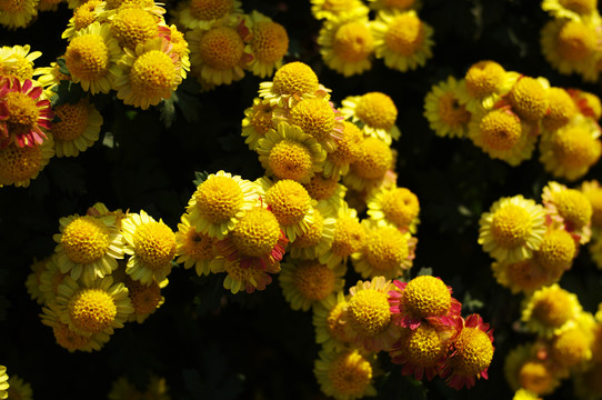 菊花