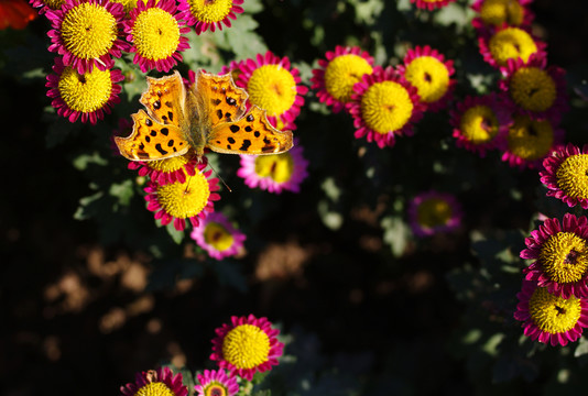 菊花