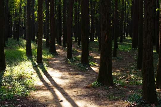 樹林
