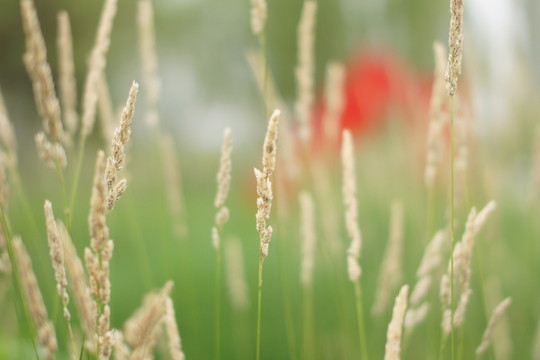 秋草