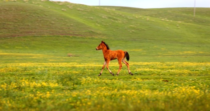 馬兒