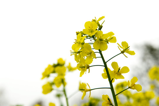 油菜花