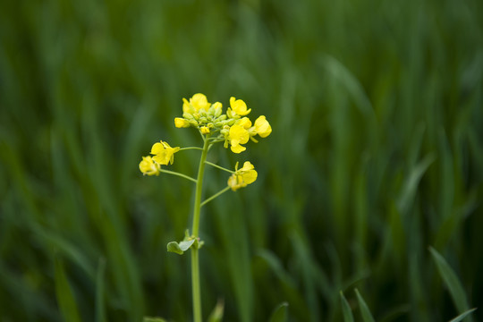 油菜花