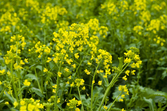 油菜花