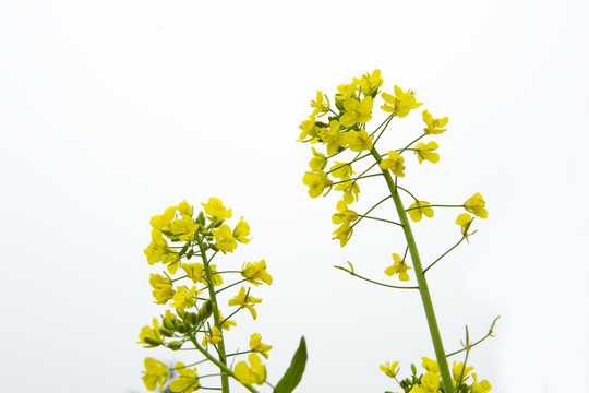 油菜花