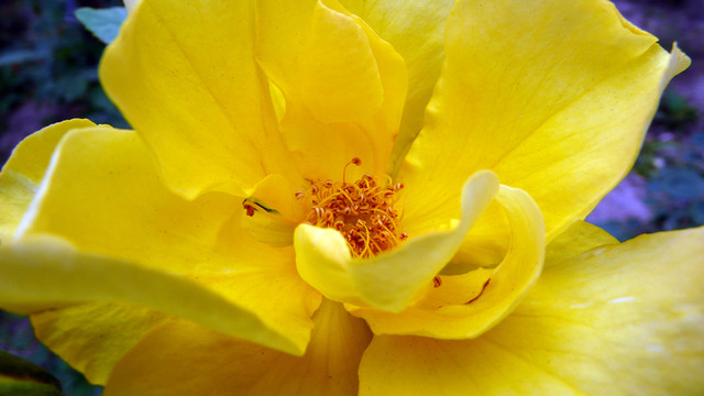 月季花