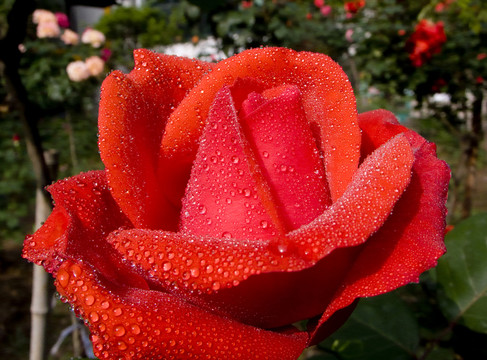 月季花
