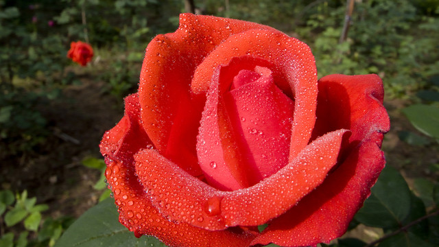 月季花