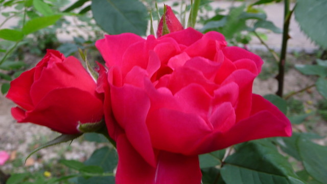 月季花