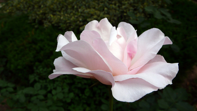 月季花