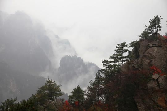 伏牛山老界嶺云海