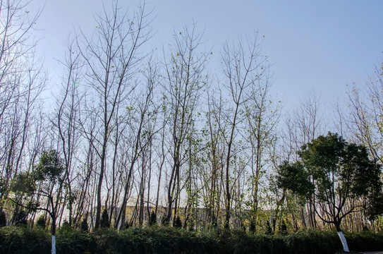 冬天的樹林