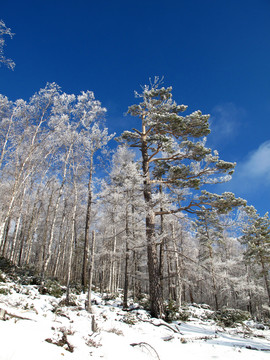 林海雪原