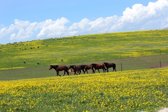 馬
