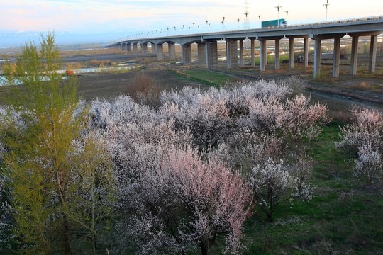 橋