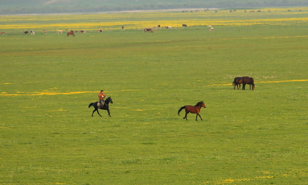 趕馬人
