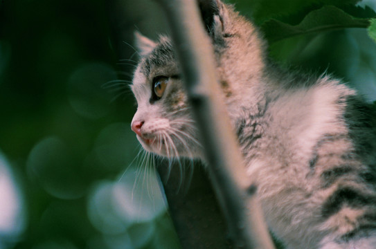 動物寵物 小貓咪咪