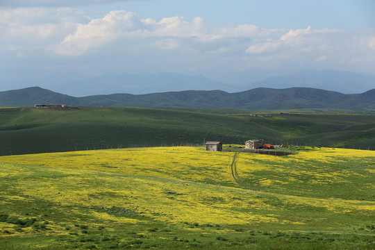 山花爛漫
