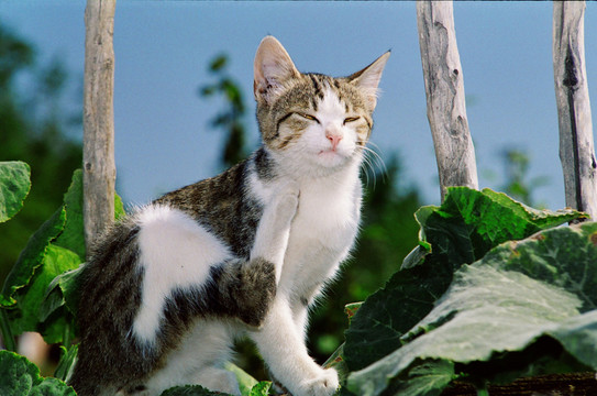 動物寵物 小貓咪咪