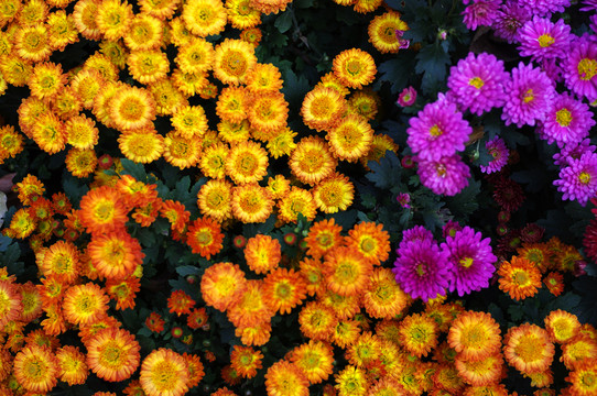 菊花