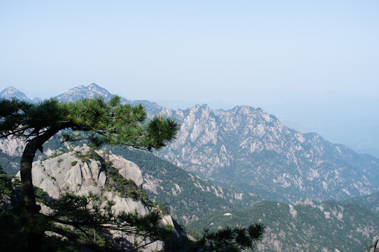 黃山怪松