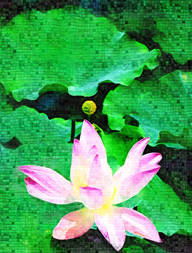 荷花