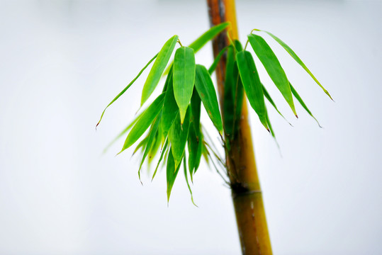 竹