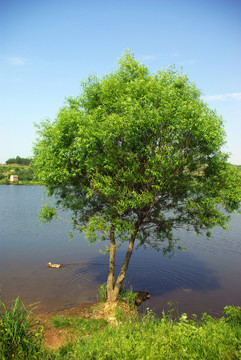 河邊樹