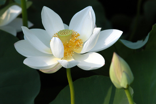 荷花