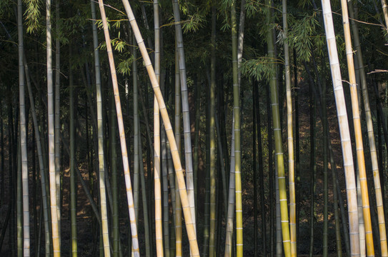 竹林
