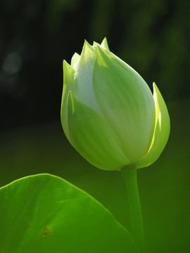 荷花