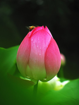 荷花