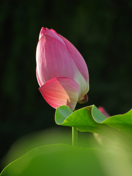 荷花