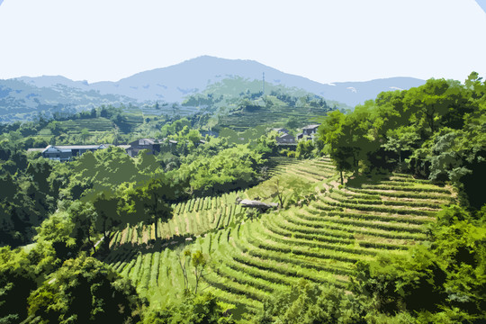 茶園水彩畫