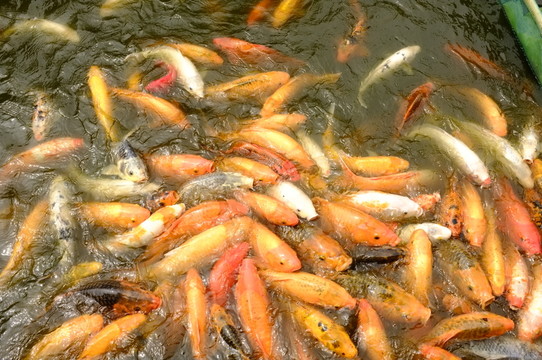 魚群撲食