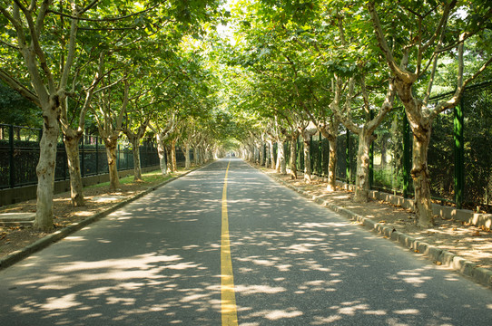 秋天馬路