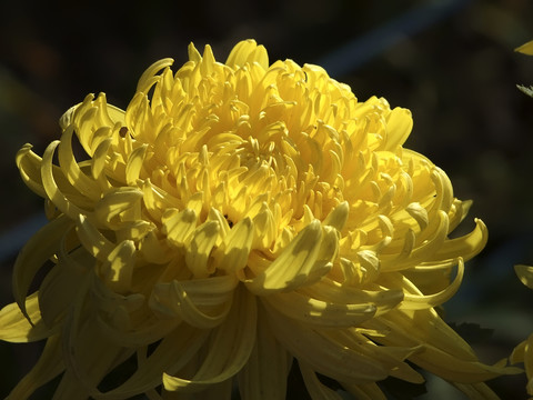 菊花