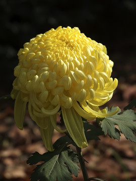 菊花