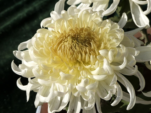 菊花