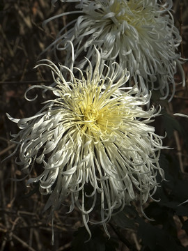 菊花
