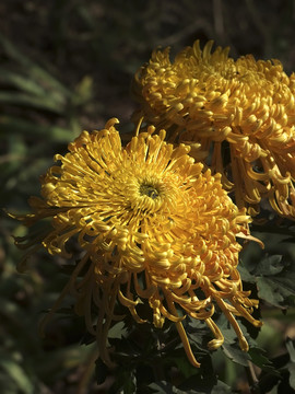 菊花