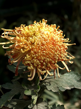 菊花