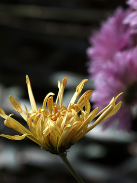 菊花