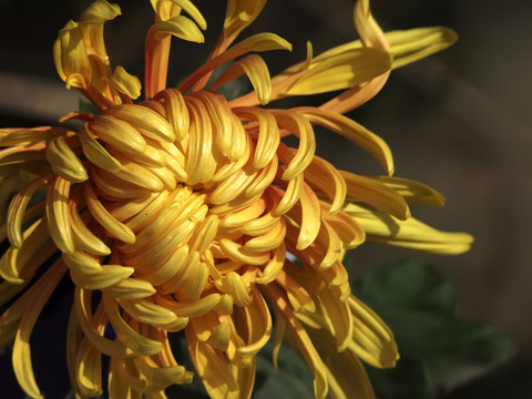 菊花