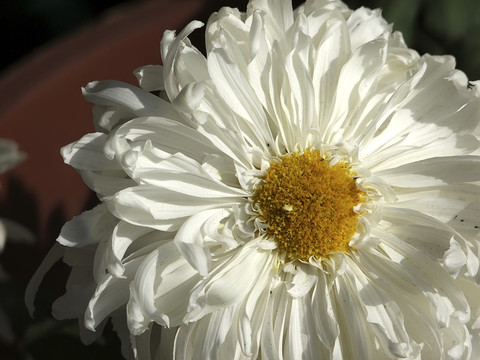 菊花