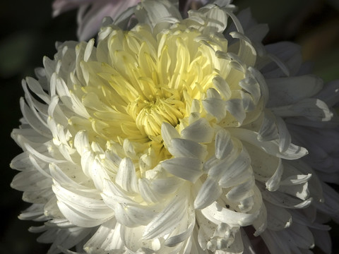 菊花